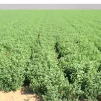 فروش رایگان یونجه کشت اول