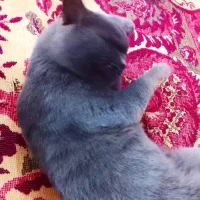 گربه خاکستری نژاد اسکاتیش