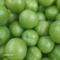 گوجه سبز دونه سری