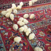جوجه‌فسقلی