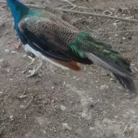 طاووس