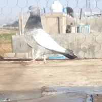 ماده سینه سبز