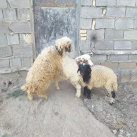 بره‌نر