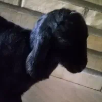 بره شیر دوروزه نر