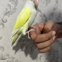 طوطی برزیلی رام و دستی