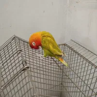 طوطی برزیلی نر