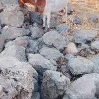 سلام8عددبزتیربز 1عددتیشتربفروش میرسد