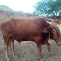 کل گاو سیمینتال