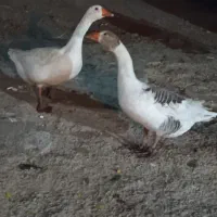 2 عدد قاز نره و ماده