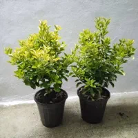 گل و گیاه و اجرای فضای سبز