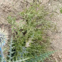 آویشن فارس(داراب.فرگ.رستاق)