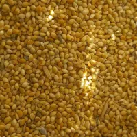 ارزن درجه یک تضمینی