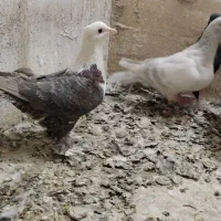 کلاغ مشکی ماده