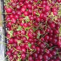 زردالو