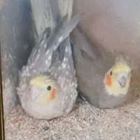 جفت عروس مولد در حال لونه گرم کردن برای تخم گذاری