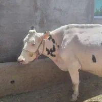 گاوشیری خالص