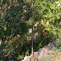 فروش-4دیواری
