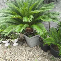 سیکاس|گل و گیاه طبیعی|دالخانی, |دیوار