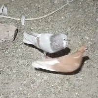 3تا کفتر افغانی