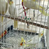 عروس هلندی