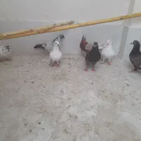 7عدد کبوتر پرشی