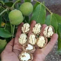 گردو اصلاح شده با باردهی بالا