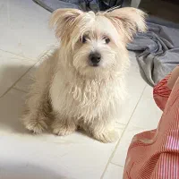 واگذاری رایگان