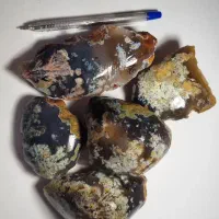 موجود ۵ پک شجر بهاری