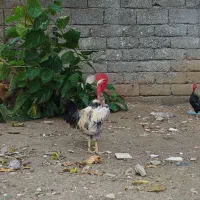 دو عدد مرغ گردن لخت و یه عدد خروس گردن لخت