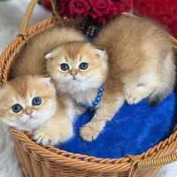 مجموعه گربه های ایران کتز