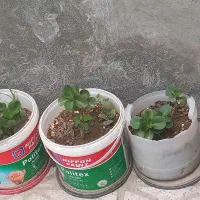 گل قاشقی خیلی شاداب  دوعدد بزرگ