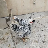 بوقلمون و مرغ گلین و نمیچه لری ، جوجه اوشامو