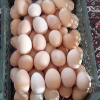 تخم مرغ نطفه دار محلی
