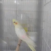 جوجه عروس ۲ماهه تازه دونخور شده