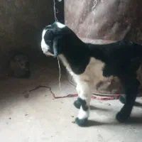 تعداد۱۲راس بیگ چاق