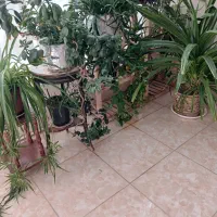 استند گلدان با تمام گلها به فروش میرسد