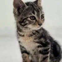 واگذاری بچه گربه 4ماهه DSH