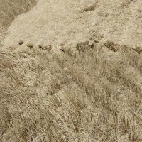 کاه فروش انبار ۲۵۰۰