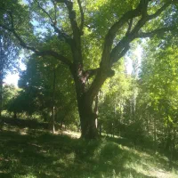 خرید چوب و درخت و هرس همه روره در خدمت شما عزیزان