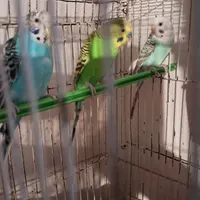 یک جفت مرغ عشق مولد به همراه جوجه شون|پرنده|مشهد, بلال|دیوار