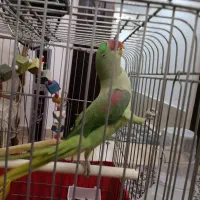 شاه طوطی