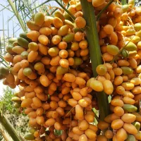 فروش مستقیم خارک درشت و بسیار شیرین