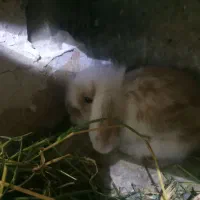 مینی لوپ پوزه فلت