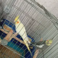 یه جفت عروس هلندی مولد