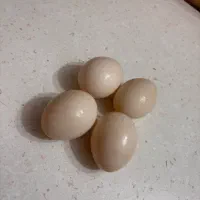 تخم اردک محلی