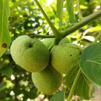 فروش انواع نهال بادام و گردو دیرگل