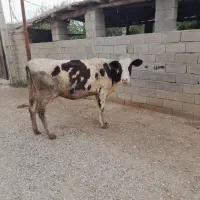 گاو شیری جوان شکم اول