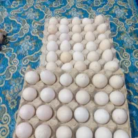 تخم مرغ محلی  نطفه دار هم بدون نطفه