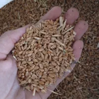 گندوم|گل و گیاه طبیعی|دزفول, |دیوار