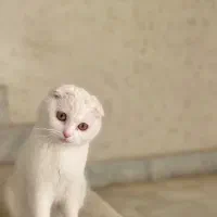 گربه اسکاتیش